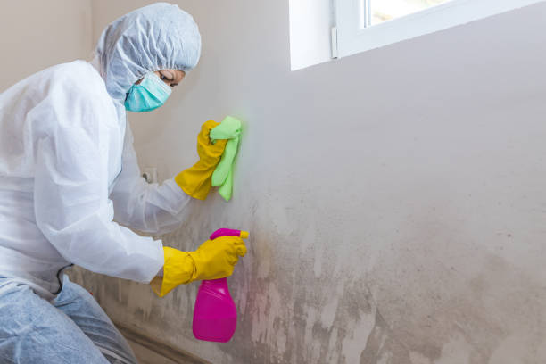 Best Basement Mold Removal in Two Harbors, MN